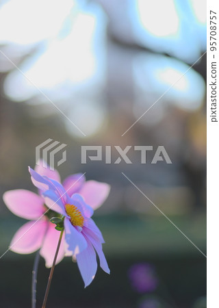 Profile of Emperor Dahlia in sunlight Profile of Emperor Dahlia in sunlight 95708757
