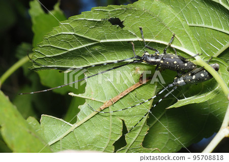 木頭上切（一對） 95708818