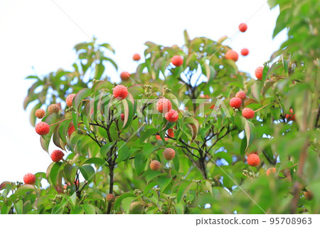 常盤山星 (Tokiwayamaboshi) 水果 95708963