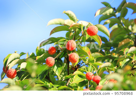 Tokiwayama Hoshi (Tokiwayamaboshi) fruit Tokiwayama Hoshi (Tokiwayamaboshi) fruit 95708968