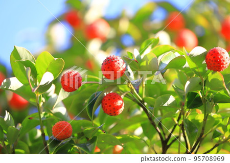 常盤山星 (Tokiwayamaboshi) 水果 95708969