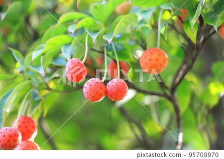 常盤山星 (Tokiwayamaboshi) 水果 95708970