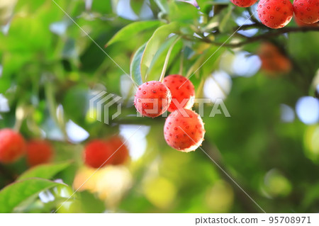 常盤山星 (Tokiwayamaboshi) 水果 95708971