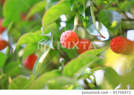 Tokiwayama Hoshi (Tokiwayamaboshi) fruit Tokiwayama Hoshi (Tokiwayamaboshi) fruit 95708972