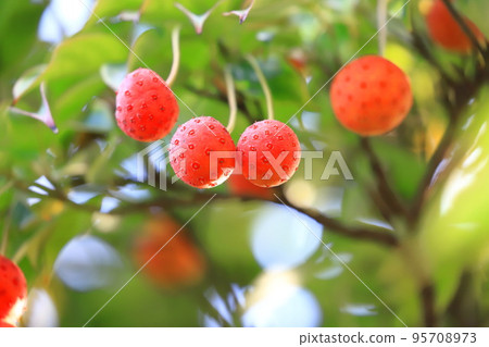 Tokiwayama Hoshi (Tokiwayamaboshi) fruit 95708973