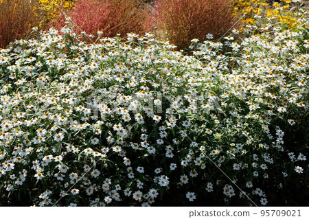 Zinia · Linearis 95709021
