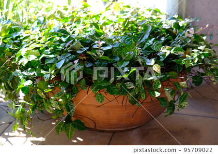 Potted honeysuckle 95709022