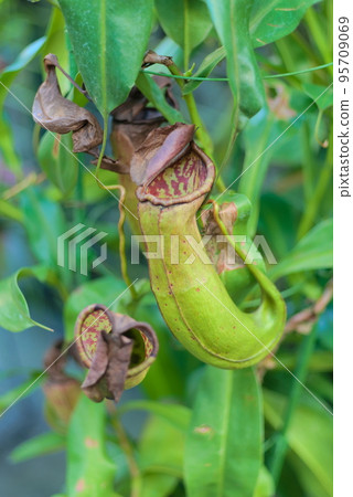 食蟲植物（葫蘆豬籠草） 95709069