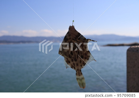 Morning sea fishing 95709085