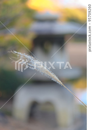 一株在燈籠背景下綻放的蒲葦 一株在燈籠背景下綻放的蒲葦 95709260