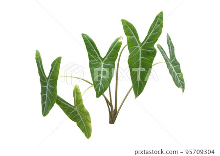 Alocasia longiloba plant Alocasia longiloba plant 95709304