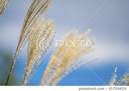 Blue sky and pampas grass Sendai City, Miyagi Prefecture 95709429