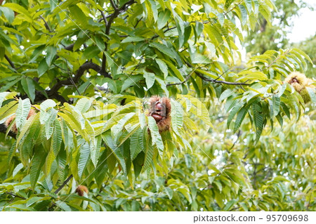 chestnut and shell chestnut and shell 95709698
