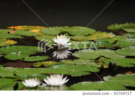 睡蓮 95709727