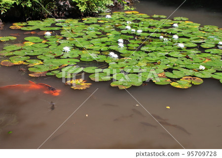 Water lily 95709728