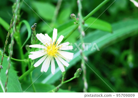The stamens of Akinonoeshi (Autumn mustard) are beautiful! 95709809