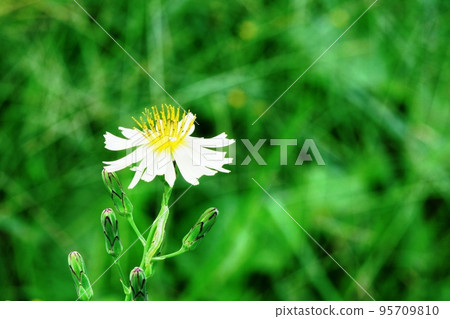 The stamens of Akinonoeshi (Autumn mustard) are beautiful! 95709810