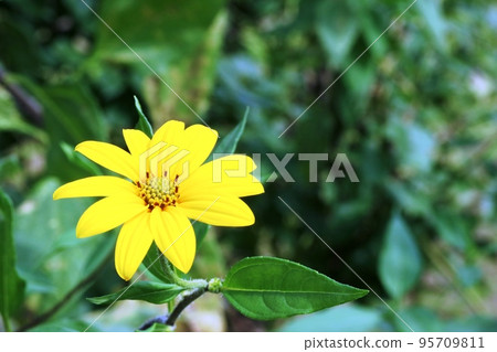 一種非常美麗的剛開花的菊芋 (Jerusalem artichoke) 一種非常美麗的剛開花的菊芋 (Jerusalem artichoke) 95709811