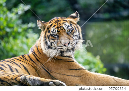 Zoo scenery Sumatran tiger Taihaku-ku, Sendai 95709834