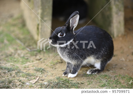 Fureai Ranch 的兔子 Fureai Ranch 的兔子 95709971