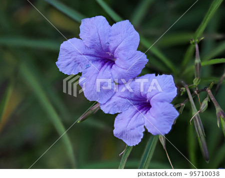 Willow Val Ali Saw flower Willow Val Ali Saw flower 95710038