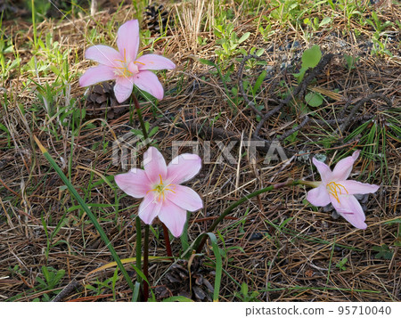 Landscape with saffron Landscape with saffron 95710040