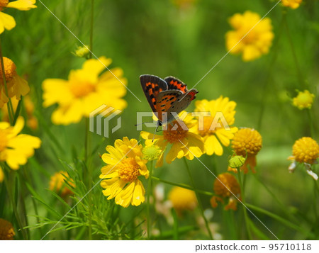 Phalacrocorax perched on a dango chrysanthemum (ball chrysanthemum) 95710118