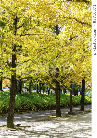 Azuma Sports Park, Fukushima City, Fukushima Prefecture Azuma Sports Park, Fukushima City, Fukushima Prefecture 95710371