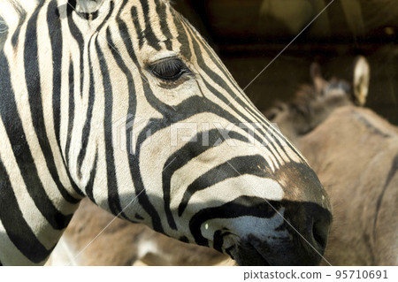 Scenery of the safari park, zebras, Nihonmatsu City, Fukushima Prefecture 95710691