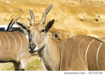 Scenery of the safari park Eland, Nihonmatsu City, Fukushima Prefecture Scenery of the safari park Eland, Nihonmatsu City, Fukushima Prefecture 95710736