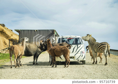野生動物園的風景 被動物包圍的汽車 福島縣二本松市 95710739