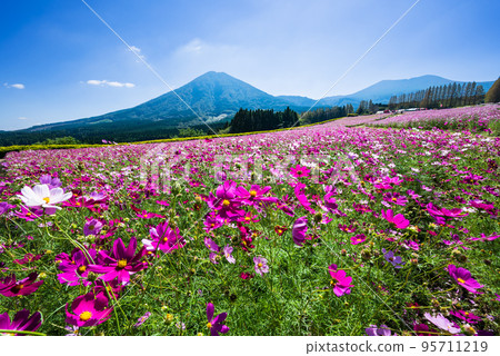Autumn cosmos field in full bloom with Ikoma Fuji in the background 95711219