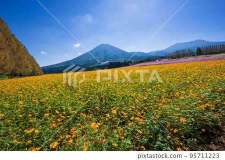 A cosmos field with yellow flowers in full bloom against a backdrop of metasequoia trees and the Kirishima mountain range A cosmos field with yellow flowers in full bloom against a backdrop of metasequoia trees and the Kirishima mountain range 95711223
