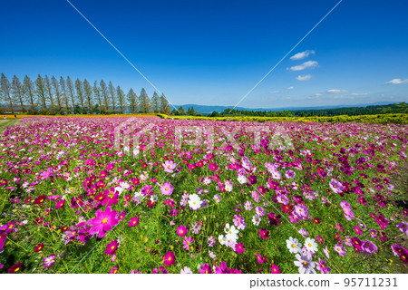 A cosmos field in full bloom with a row of metasequoia trees and a blue sky in the background 95711231
