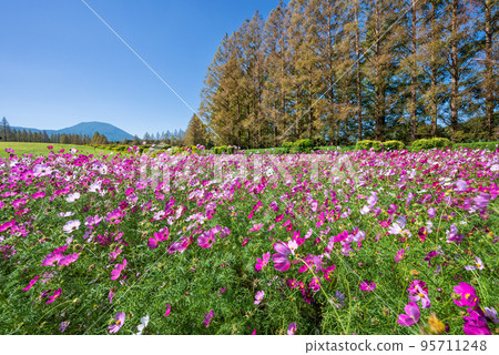 A cosmos field in full bloom with a row of metasequoia trees in the background 95711248