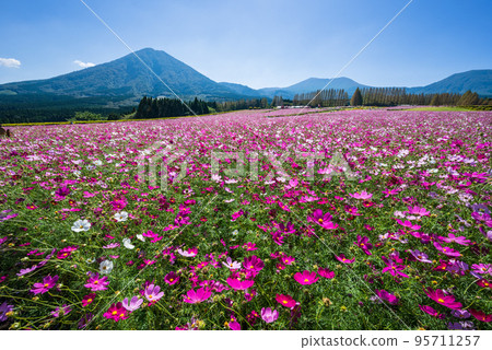 以霧島山脈為背景的盛開的波斯菊田 95711257