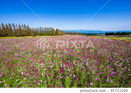 A cosmos field in full bloom with a row of metasequoia trees and a blue sky in the background 95711260