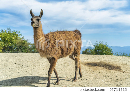 Scenery of the safari park, Llama, Nihonmatsu City, Fukushima Prefecture 95711513