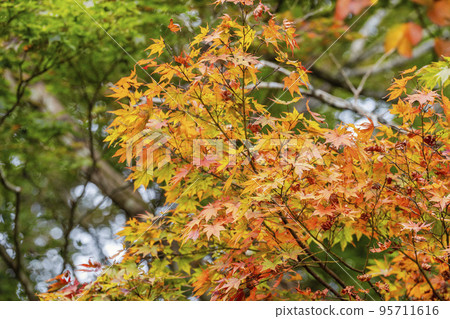 宮城縣大崎市秋葉鳴子峽 宮城縣大崎市秋葉鳴子峽 95711616