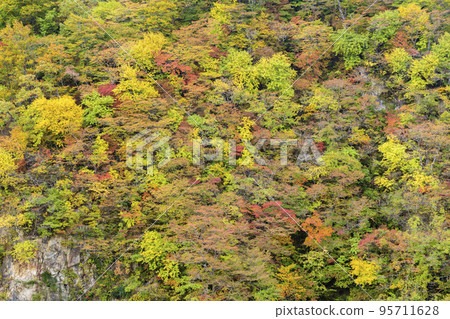Scenery of autumn leaves Naruko Gorge in autumn Osaki City, Miyagi Prefecture Scenery of autumn leaves Naruko Gorge in autumn Osaki City, Miyagi Prefecture 95711628