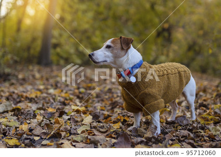 Happy autumn. Dog breed Jack Russell for a walk in a beautiful autumn forest. 95712060
