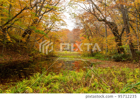 Fall foliage gourd swamp 95712235