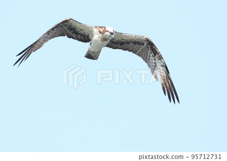 Osprey 95712731
