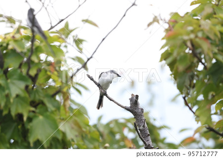 灰山椒鳥 95712777