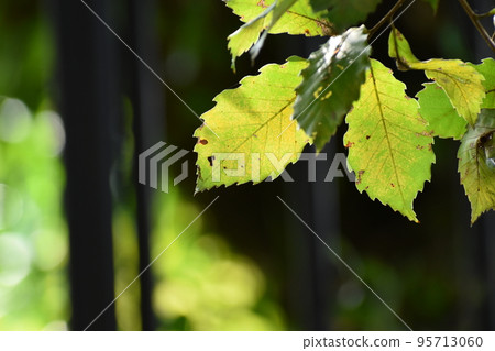 Yamadaike Park 95713060