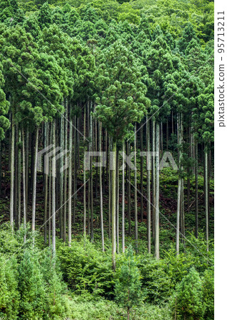 Cedar forest 95713211