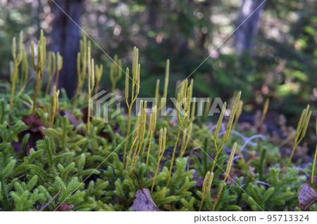 像苔蘚一樣覆蓋地面的甘草葉子和孢子囊[蕨類植物] 95713324