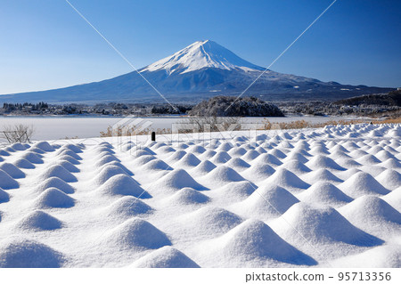 河口湖大石公園白雪皚皚的薰衣草田和富士山風光 95713356