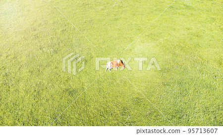 variegated cow walks in a green meadow on a sunny day, copyspace variegated cow walks in a green meadow on a sunny day, copyspace 95713607