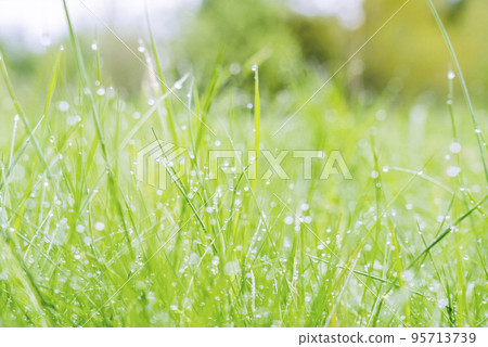 green grass with drops of water after rain,macro photo,background 95713739